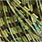 olive barred