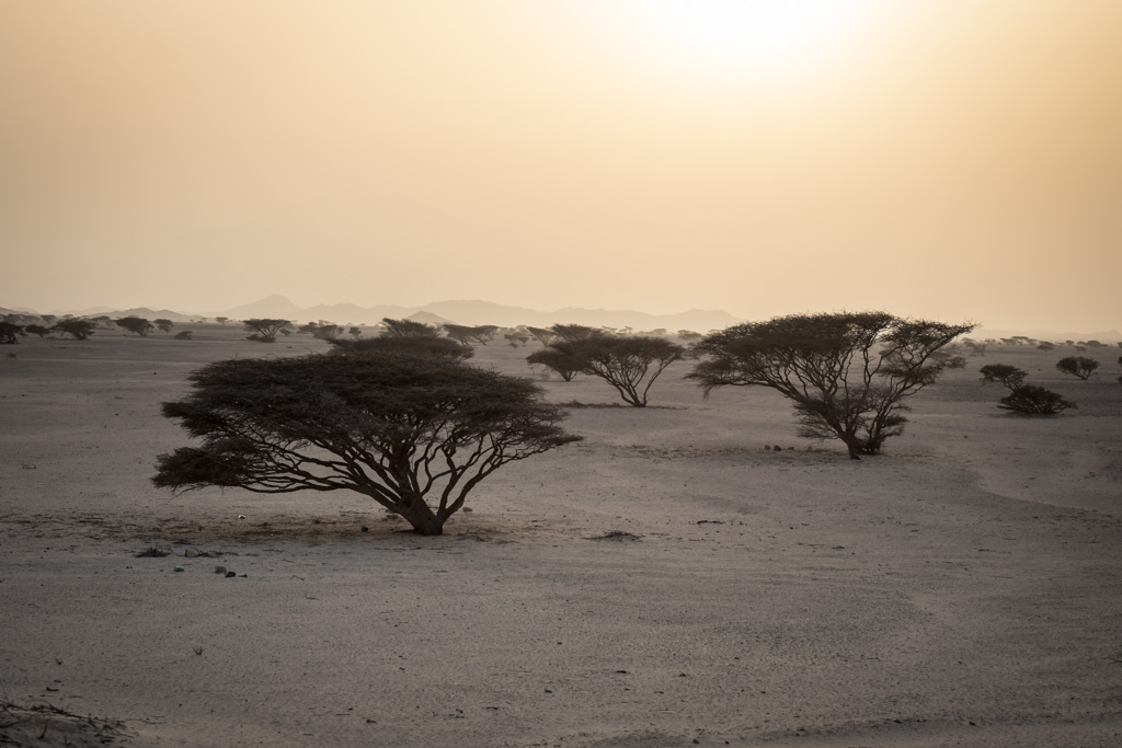 sudan2015-1 - Fliegenfischen auf den Nubischen Flats