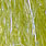 golden olive