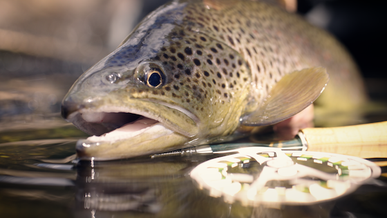 Tactical Dry Fly Fishing For Brown Trout