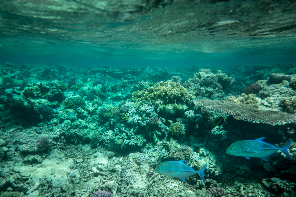 sudan2015-28 - Fliegenfischen auf den Nubischen Flats