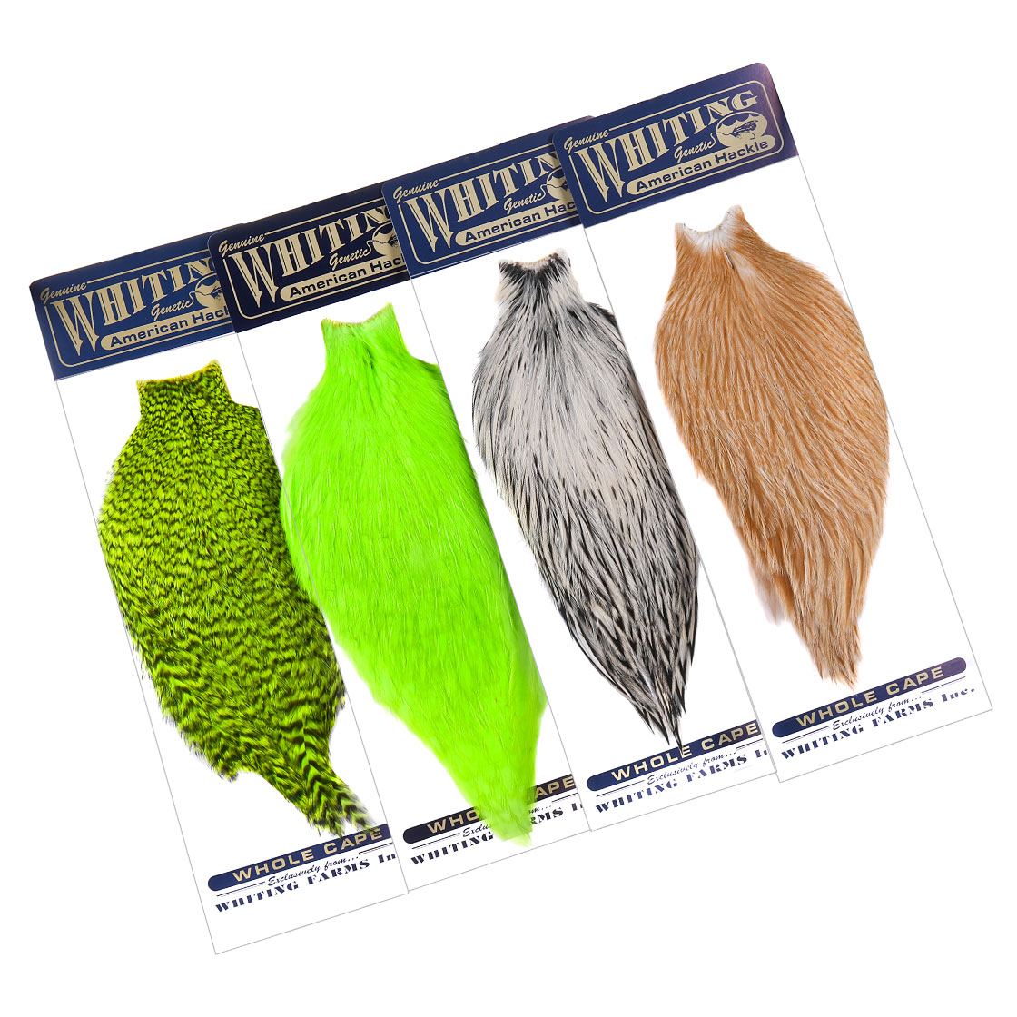 P-25380_Whiting-American-Rooster-Cape_titel