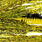 yellow tiger