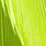 caddis green