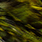 grizzly chartreuse
