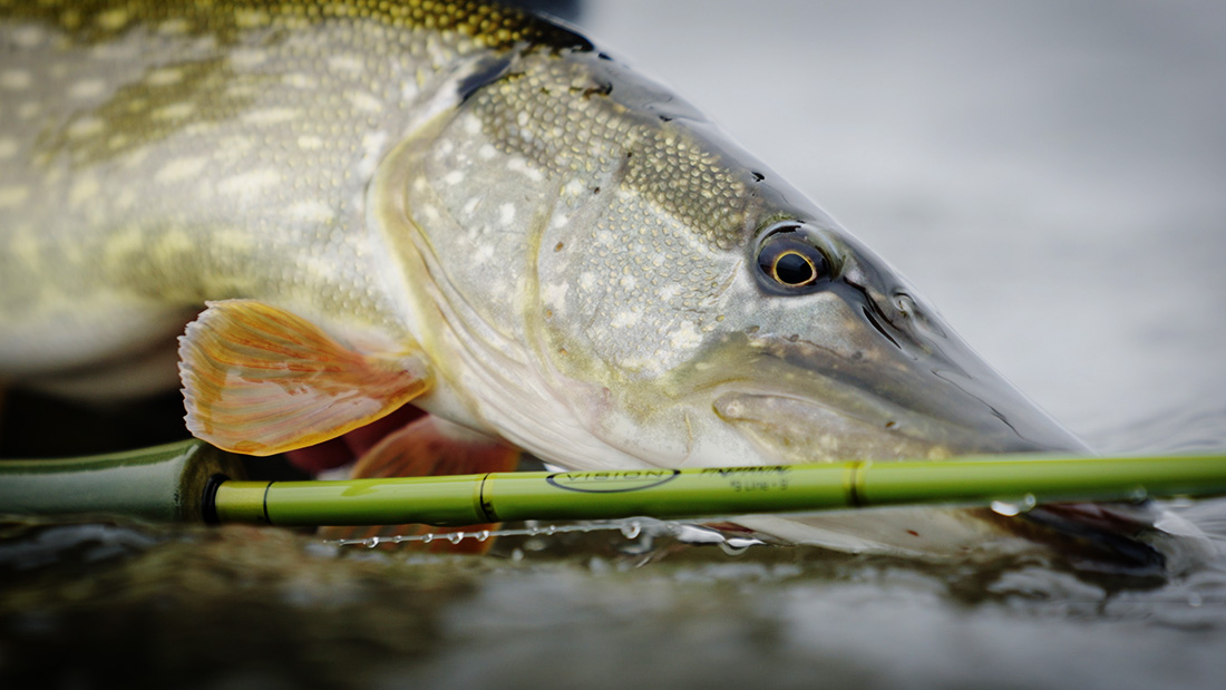 Vision_Pikemaniac_Blog_1