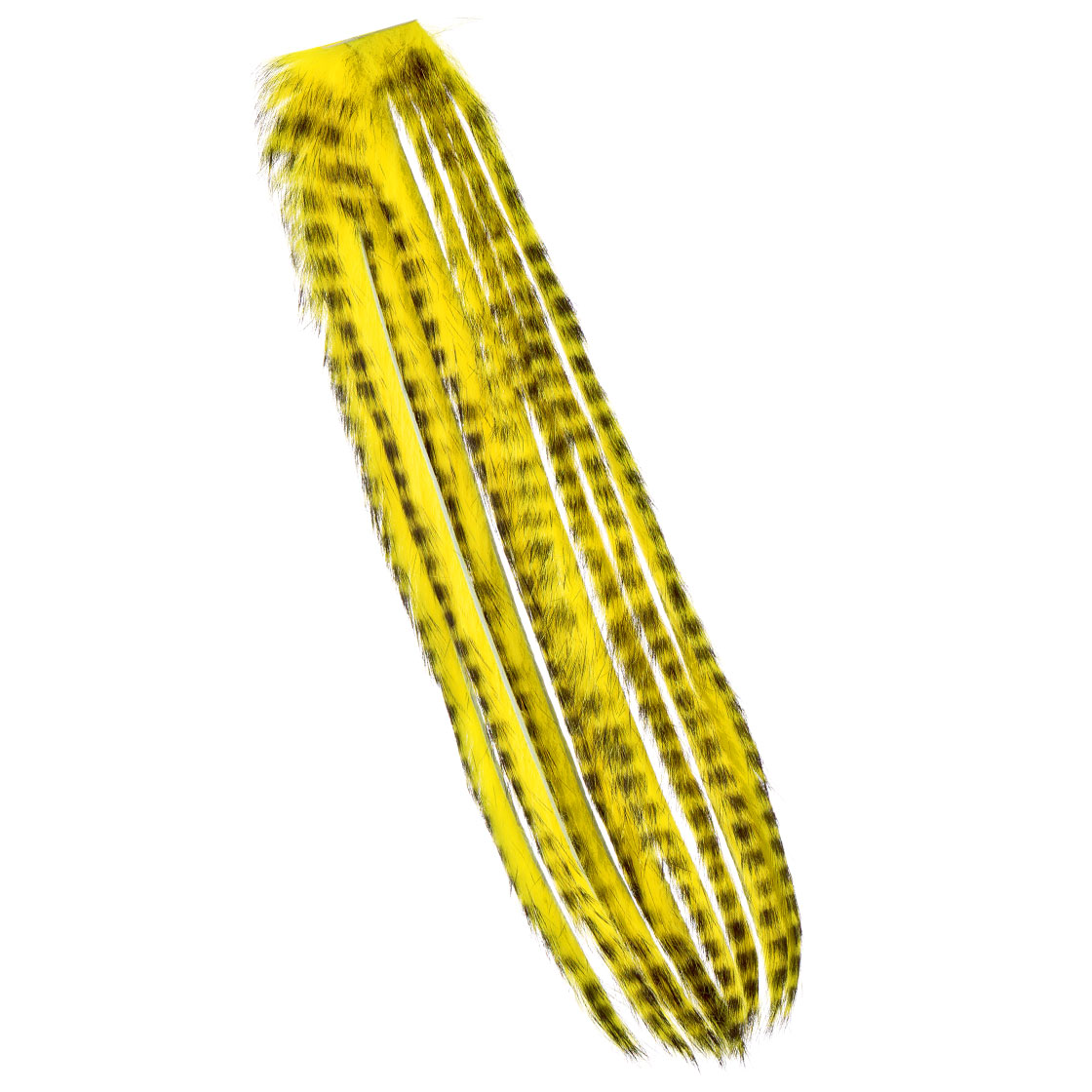 Yellow Black Barred