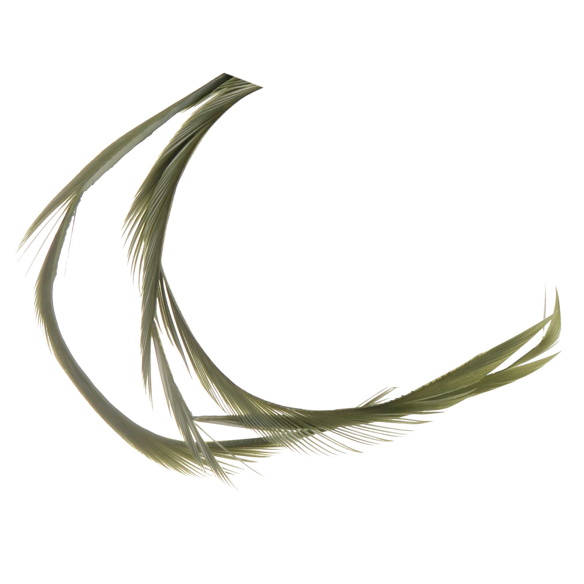 Soldarini Goose Biots