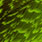 chartreuse