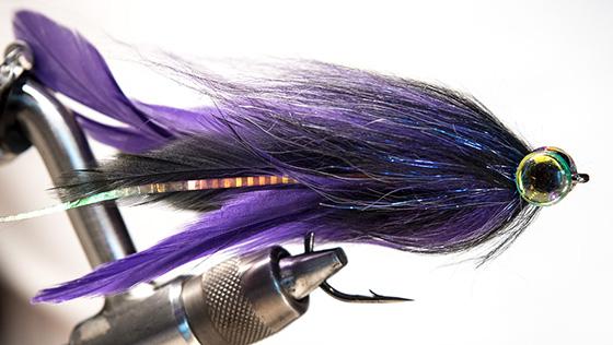 Bindevideo: Purple Brush