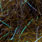 polychaete