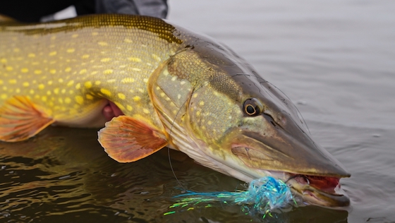 Blog_Guideline_Embrace_Pike_Kit_Vorschau.jpg