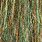 golden forest