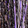 black uv