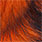 orange black