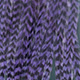 grizzly purple
