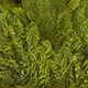 speckled dyed fluo green chartreuse