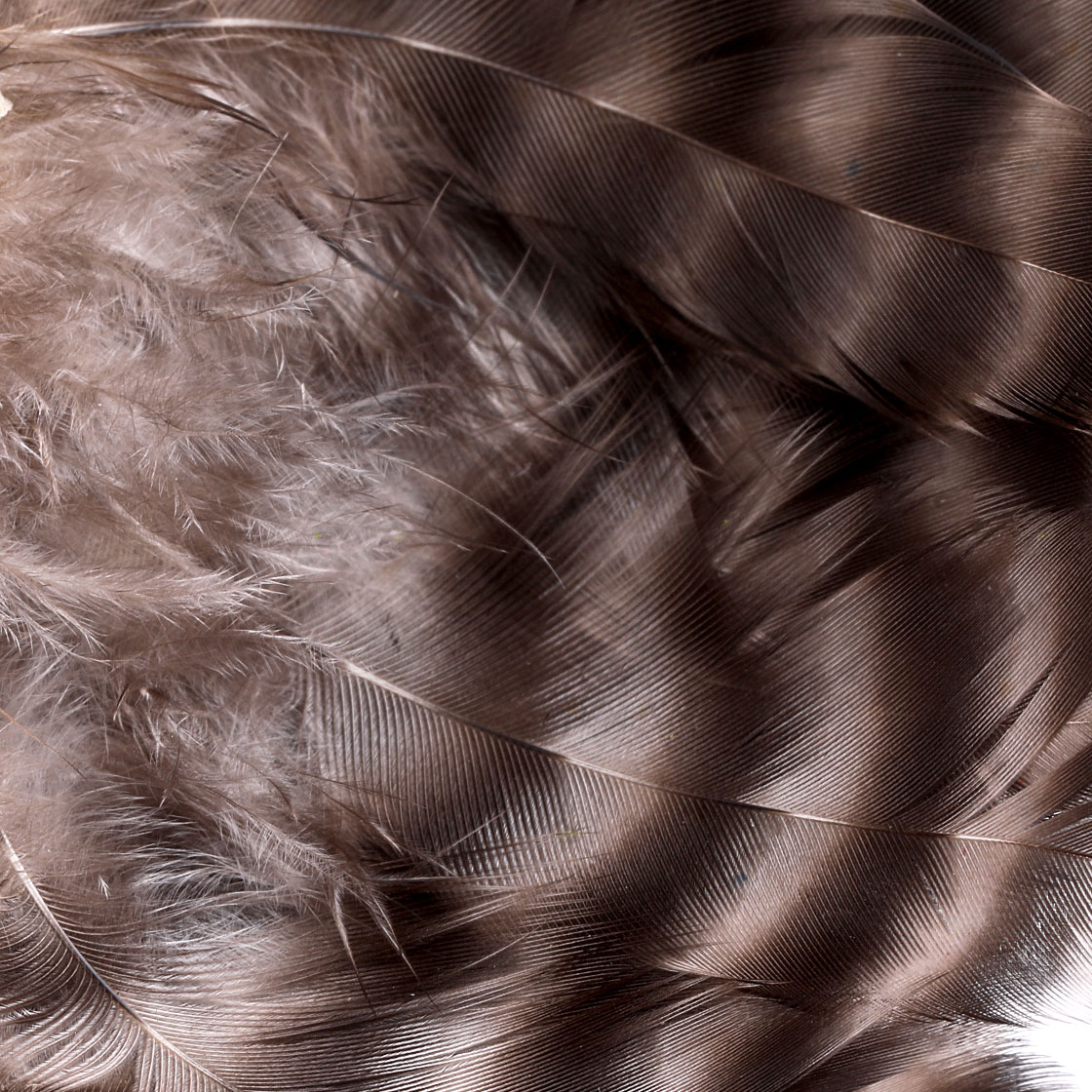 P-25377_Whiting-American-Hen-Cape_detail