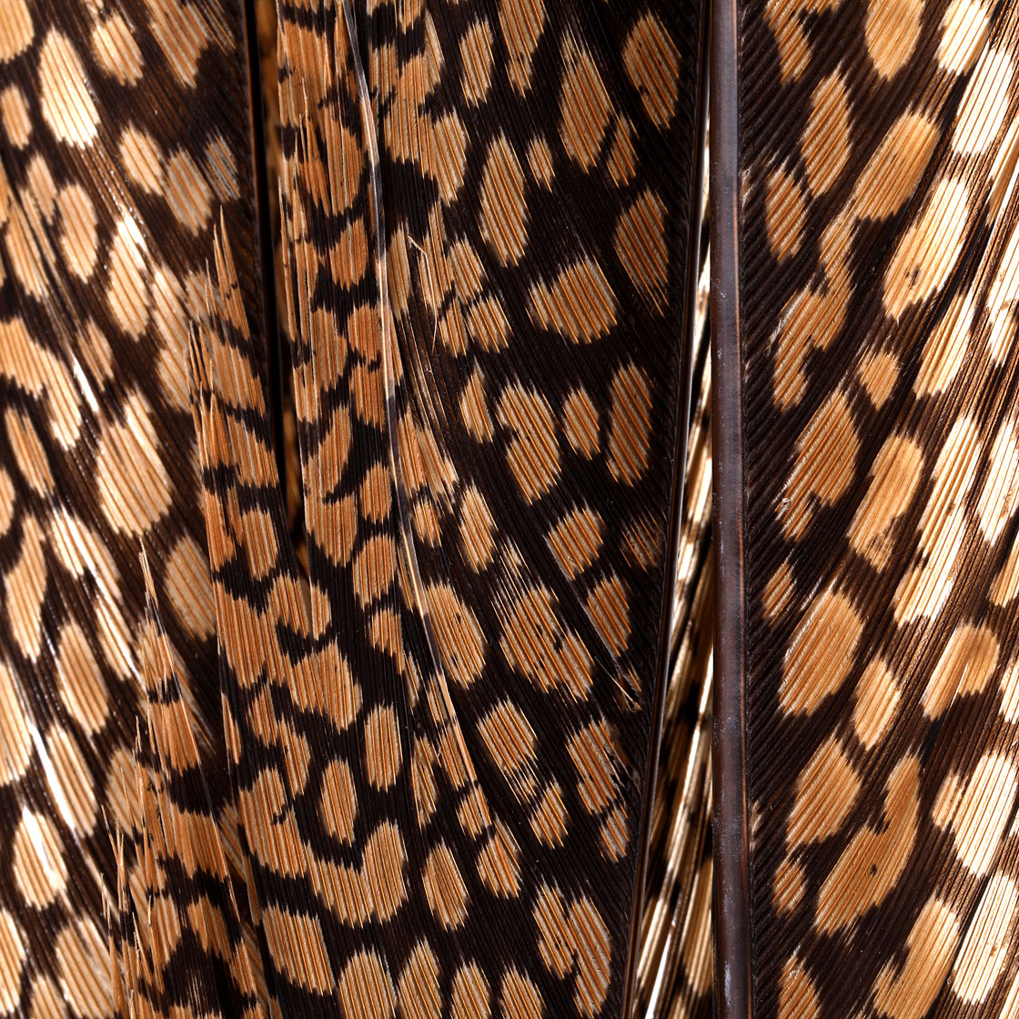 P-11324_Wapsi-Golden-Pheasant-Tail-Piece-Goldfasan-Schwanzfeder_detail2