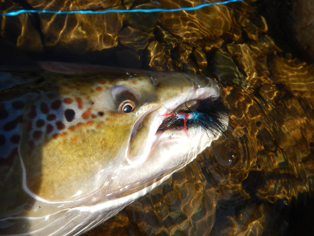 Future_Fly_Zonker_Flies_Black_Blue_07_2