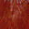 fiery brown