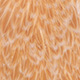 medium ginger