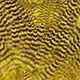 grizzly yellow