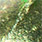 gold chartreuse