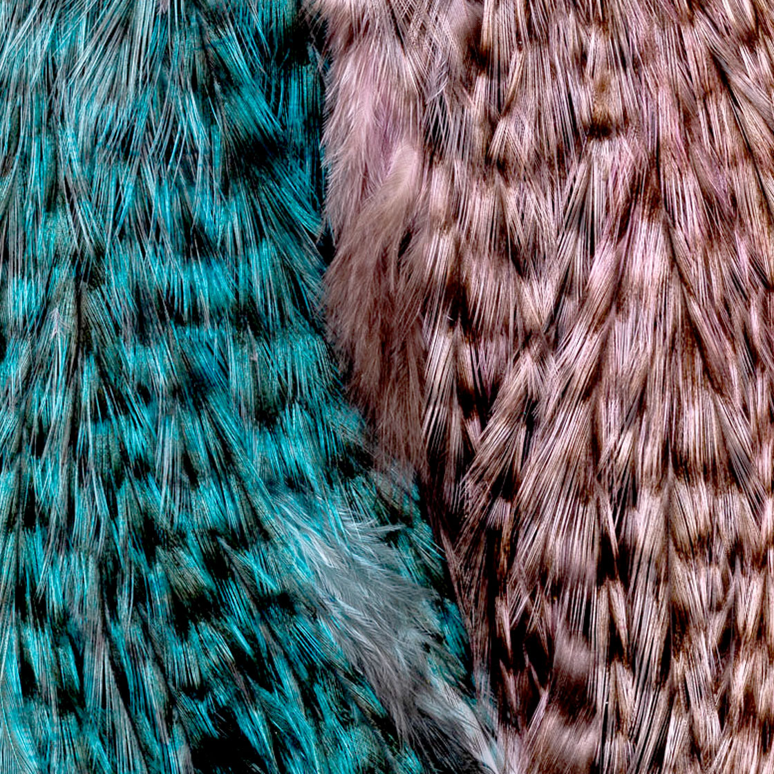 P-15937_Whiting-Rooster-Coq-de-Leon-Predator-Pack_detai2