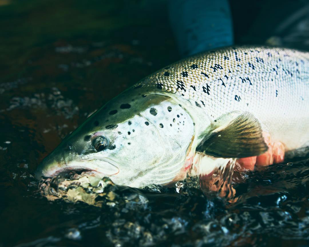 Guideline_LPX_Chrome_Zweihandrute_3