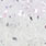 clear white wakasagi #48