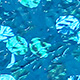 holo blue herring