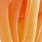 heartworm