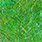 pearl insect green