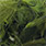 24 dark olive