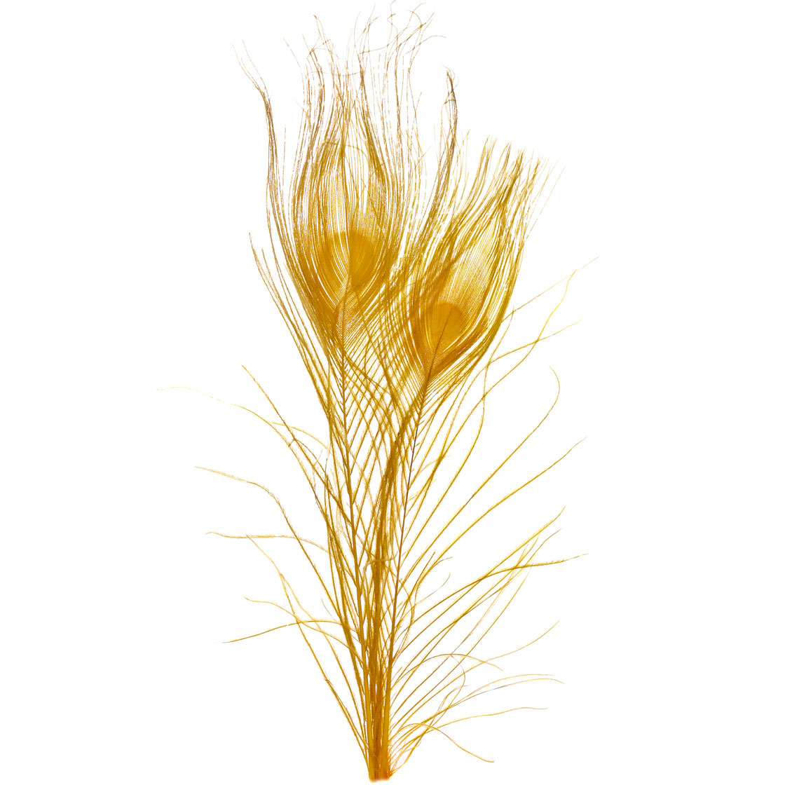 bleached & died lion yellow