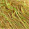 845 golden olive