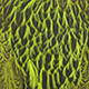 dyed fluo green charteuse