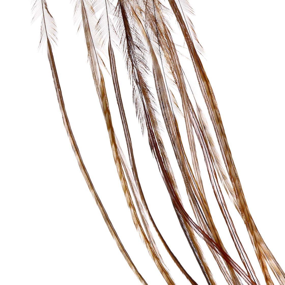 barred dark ginger