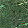 peacock green