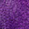 grizzly dyed purple