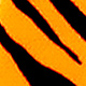 fluo orange barred