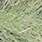 silver scale chartreuse
