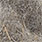 muskrat
