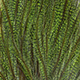 pardo fluo green chartreuse