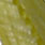 white dyed blue wing olive
