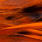 grizzly orange