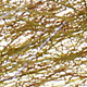 medium olive / brown