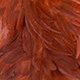 dyed fiery brown