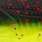 black/chartreuse